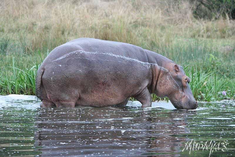 Mud Maps Africa Murchison Falls NP 2641